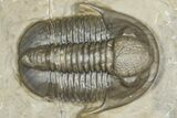 Two Unidentified Proetid Trilobites - Jorf, Morocco #362870-1